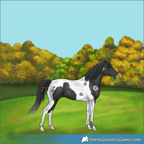 Horse Color:Black Tobiano Appaloosa 