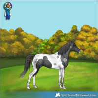 Horse Color:Black Tobiano Appaloosa