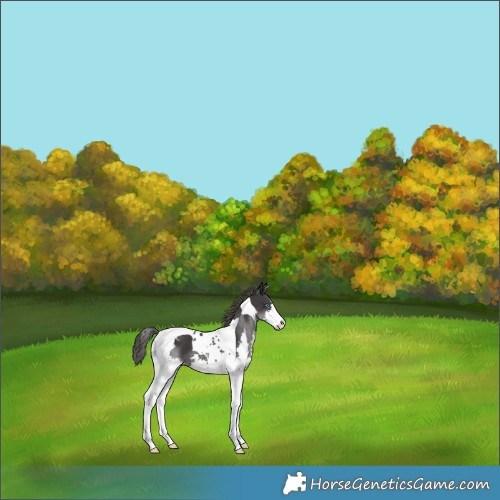 Horse Color:Black Splash Tobiano Appaloosa