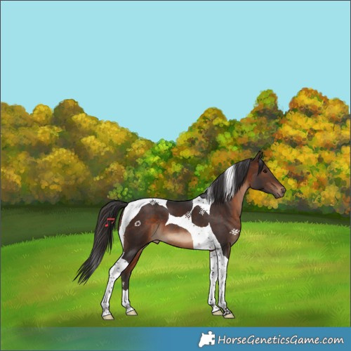Horse Color:Brown Tobiano