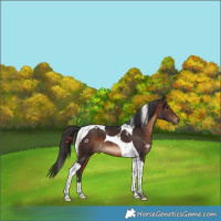 Horse Color:Brown Tobiano