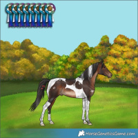 Horse Color:Brown Tobiano 