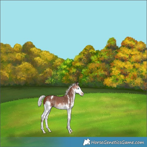 Horse Color:White Spotted Silver Brown Splash Varnish 