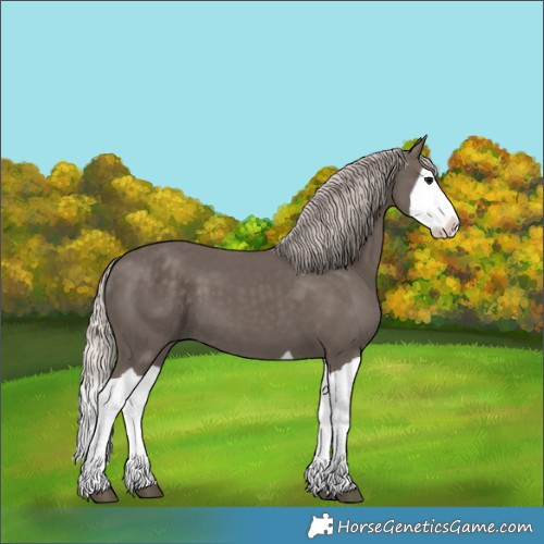 Horse Color:Silver Black Splash 
