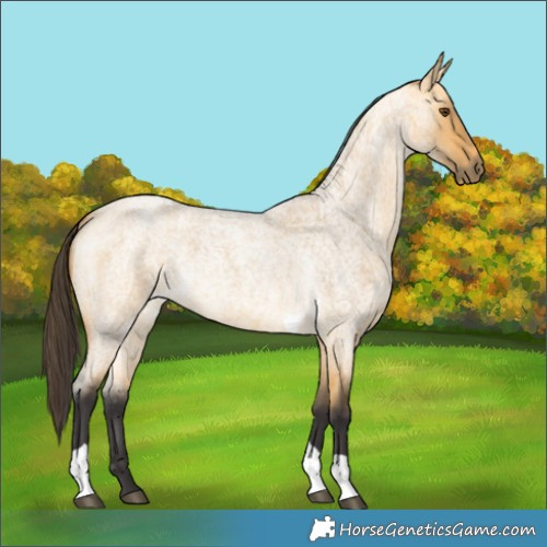 Horse Color:Buckskin Roan Dun Tobiano 