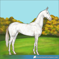 Horse Color:Silver Amber Champagne Roan Pearl Dun Appaloosa Rabicano  and Gold Champagne Pearl Dun Appaloosa Rabicano 