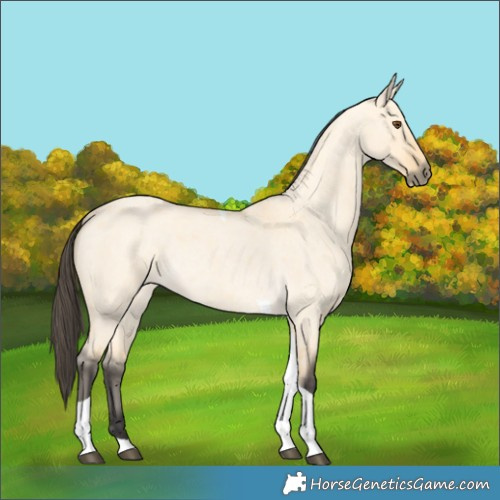 Horse Color:Buckskin Roan Dun Tobiano 