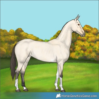 Horse Color:Buckskin Roan Dun Tobiano