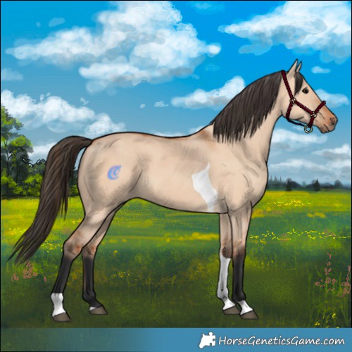 Horse Color:Bay Dun Tobiano