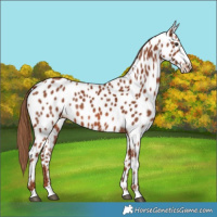 Horse Color:Chestnut Appaloosa 