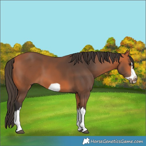 Horse Color:Bay Splash Frame 