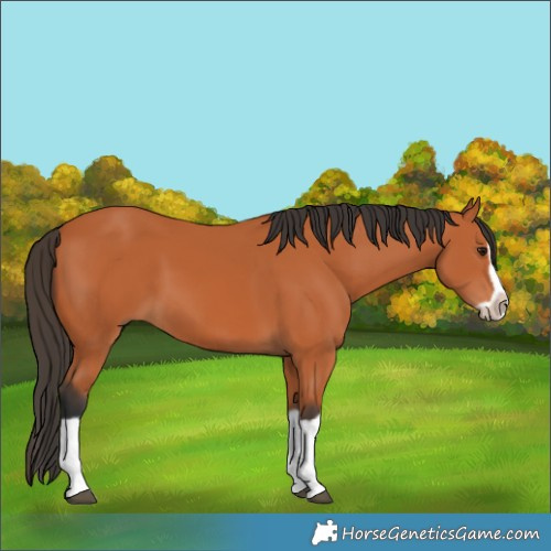 Horse Color:Bay Splash Frame 