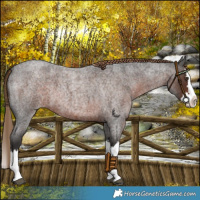 Horse Color:Liver Red Roan Splash 