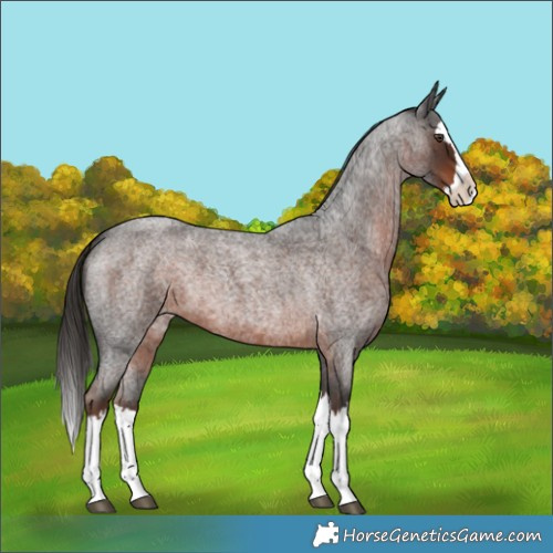 Horse Color:Liver Red Roan Splash 