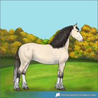Horse Color:Buckskin Dun Splash