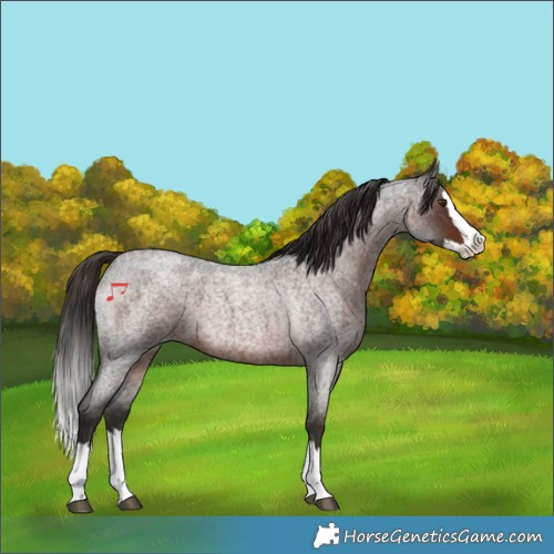 Horse Color:Liver Red Roan Splash 