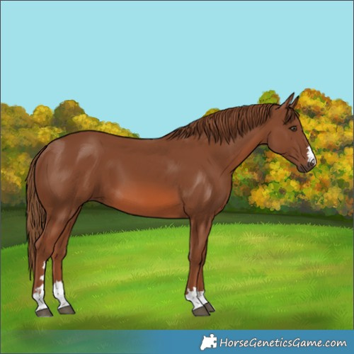 Horse Color:Chestnut 