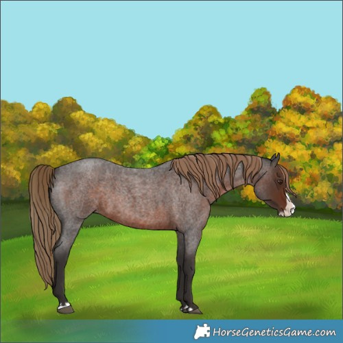 Horse Color:Liver Red Roan Splash