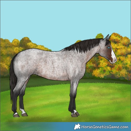 Horse Color:Unknown 