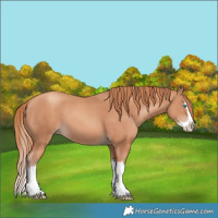 Horse Color:Gold Champagne Splash