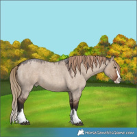 Horse Color:Liver Red Dun Roan Splash 