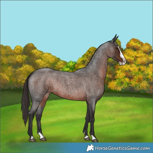 Horse Color:Liver Red Roan Splash 