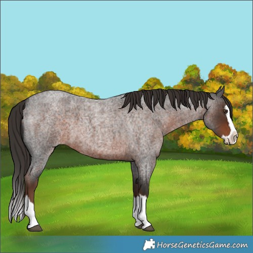 Horse Color:Liver Red Roan Splash 