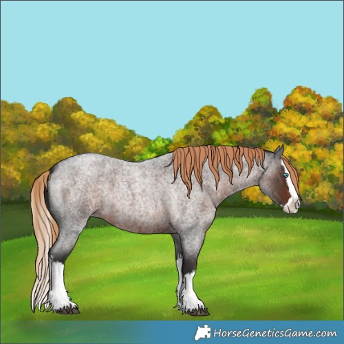 Horse Color:Liver Red Roan Splash 