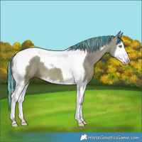 Horse Color:Painted Silver Bay Dun Splash Tobiano