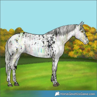 Horse Color:Silver Bay Ice Dun Splash Tobiano Blanket and Painted White Spotted Silver Grullo Ice