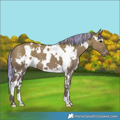 Horse Color:Painted White Spotted Silver Grullo Varnish 