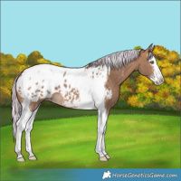 Horse Color:Painted Silver Bay Dun Splash Tobiano Blanket 