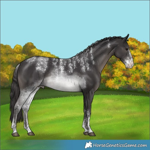 Horse Color:Powder White Smoky Black Mushroom Sabino Rabicano