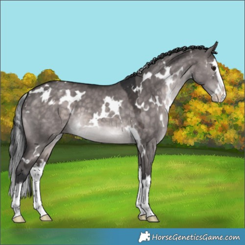 Horse Color:Platinum White Spotted Brown Dun Splash Appaloosa 