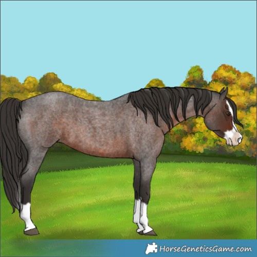 Horse Color:Liver Red Roan Splash