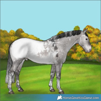 Horse Color:Platinum White Spotted Brown Dun Tobiano Snowcap Rabicano 