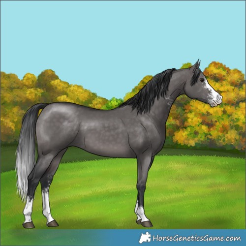 Horse Color:Platinum Brown Dun Sabino
