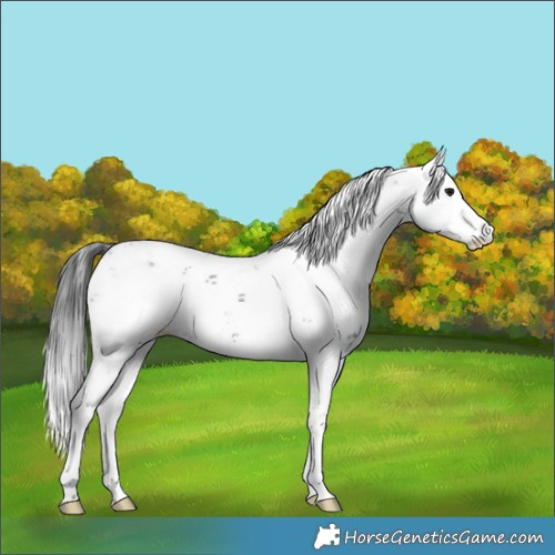 Horse Color:Platinum Brown Sabino 