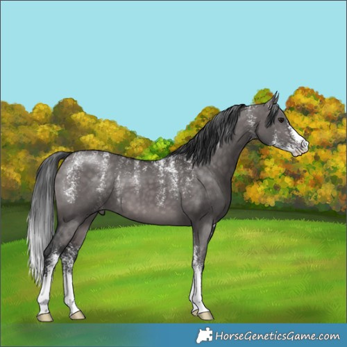 Horse Color:Powder White Platinum Brown Dun Sabino 