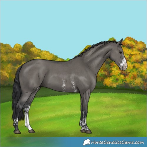 Horse Color:Platinum Grullo Sabino 