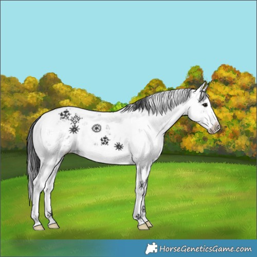 Horse Color:Black Sabino