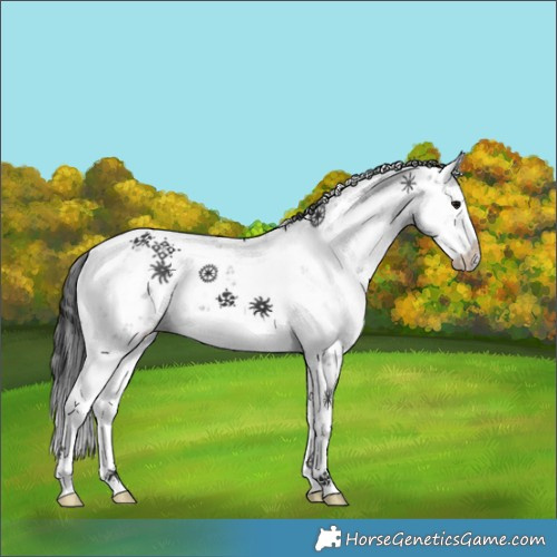 Horse Color:Black Sabino 