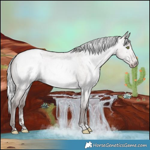 Horse Color:Gray Platinum Silver Amber Champagne Roan Dun Sabino Varnish 