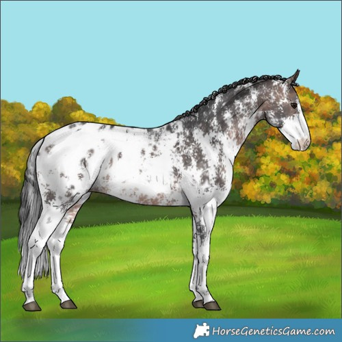 Horse Color:Platinum Bay Sabino Appaloosa 