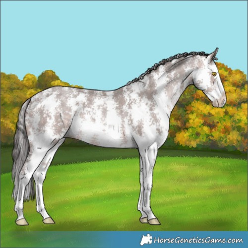 Horse Color:Platinum Amber Champagne Sabino Splash Appaloosa 
