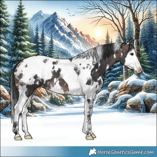 Horse Color:Platinum White Spotted Brown Splash Tobiano Blanket 