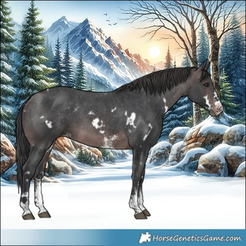 Horse Color:Platinum White Spotted Brown Sabino Varnish 