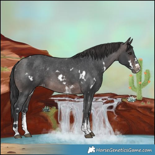 Horse Color:Platinum White Spotted Brown Sabino Varnish 
