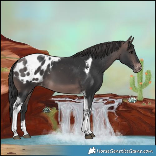 Horse Color:Platinum Brown Tobiano Blanket 