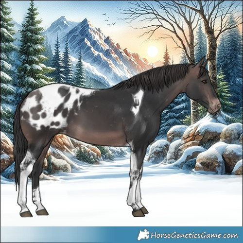 Horse Color:Platinum Brown Tobiano Blanket 